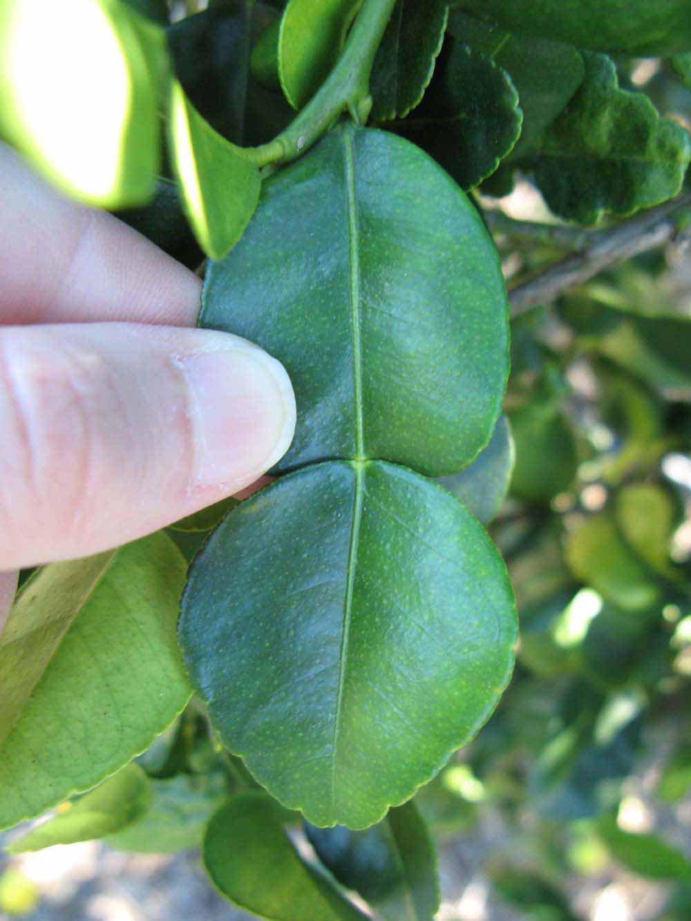              Unifoliolate leaf of  Citrus hystrix          (Combava, Winter   Haven, FL)       